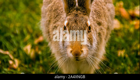 Brown Rabbit on a green grass lawn Stock Photo