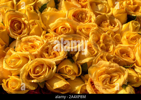 bunch of vibrant beautiful colorful yellow carpet wallpapers many square no people flower