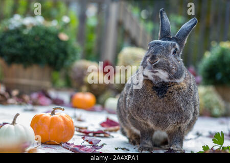 Small gray and white rabbit surrounded by colorful fall leaves, pumpkins and mums, fall scene Stock Photo