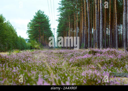 Blossoming Heather on the meadow next to a wood Stock Photo