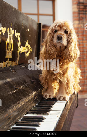 american cocker spaniel stand on old piano looking at camera Stock Photo
