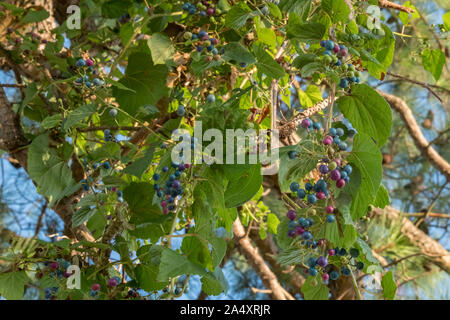 A porcelain berry vine with a variety of ripeness growing in the summer in the Piedmont of North Carolina. Stock Photo