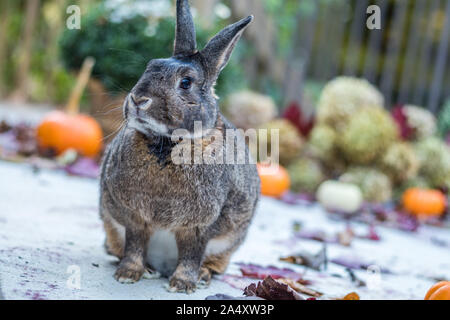 Small gray and white rabbit surrounded by colorful fall leaves, pumpkins and mums, fall scene Stock Photo