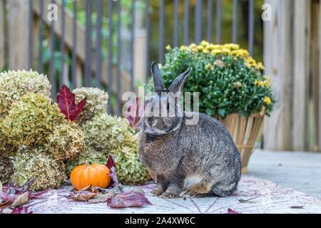 Small gray and white rabbit surrounded by colorful fall leaves, pumpkins and mums, fall scene Stock Photo