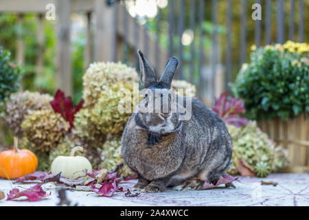 Small gray and white rabbit surrounded by colorful fall leaves, pumpkins and mums, fall scene Stock Photo