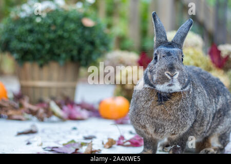 Small gray and white rabbit surrounded by colorful fall leaves, pumpkins and mums, fall scene Stock Photo