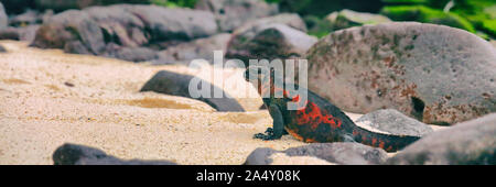 Christmas Iguana on Espanola Island on Galapagos Islands. Male Marine Iguana. Amazing animals wildlife and nature on Galapagos islands, Ecuador, South America. Panoramic banner. Stock Photo