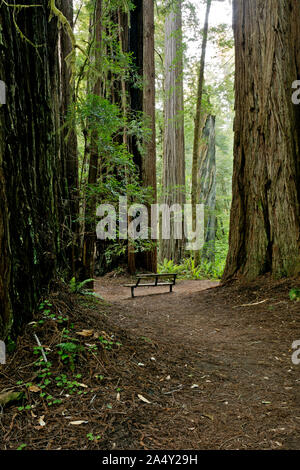 CA03706-00...CALIFORNIA - A bench among the massive redwood trees at Tall Trees Grove in Redwoods National Park. Stock Photo