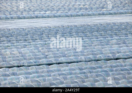 Sunny lettuce house cultivation Stock Photo