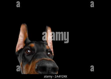 Funny Portrait of Peeking Doberman Dog on isolated Black background Stock Photo