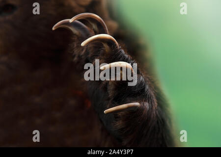 close up Taxidermy of a Kamchatka brown bear on white background Stock ...