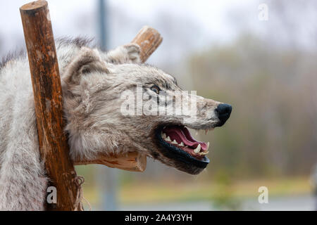 The stuffed Aggressive wolf head with open mouth Stock Photo