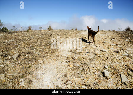 Dog Walking on Rock Extraction Tailings Hill in Brazil Stock Photo