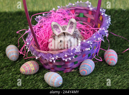 Humphrey J Hedgehog has bunny ears on in his Easter basket in hedgehog adventure photo series Stock Photo