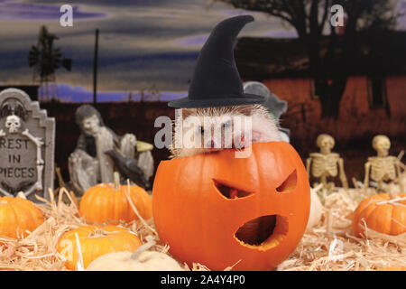 Humphrey J Hedgehog is a witch in a Halloween pumpkin in hedgehog adventure photo series Stock Photo