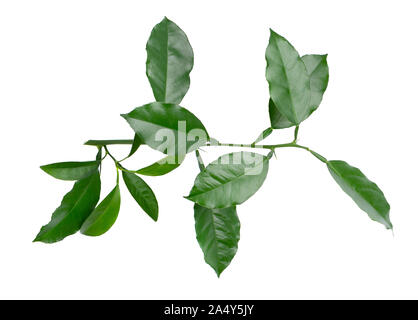 Citrus leaves isolated on white background. Leaves of lemon, mandarin, pink grapefruit and orange isolated on white background, with clipping path. Stock Photo