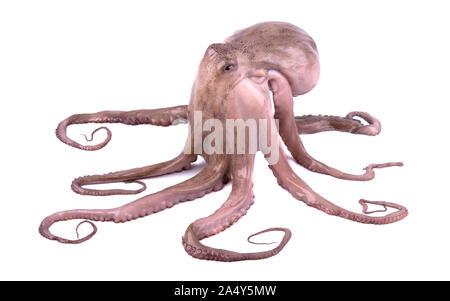 Fresh octopus isolated on white background. Live octopus isolated Stock Photo