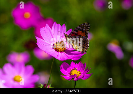 Beautiful colourful, butterfly, taking in the nectar from this stunning flower in a field of wild flowers. Stock Photo