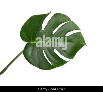 Tropical jungle monstera leaves isolated, swiss cheese plant, isolated on white background Stock Photo