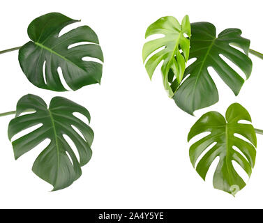 Tropical jungle monstera leaves isolated, isolated on white background Stock Photo