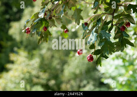 ripe red fruits of crataegus monogyna, the common hawthorn hanging on twig Stock Photo