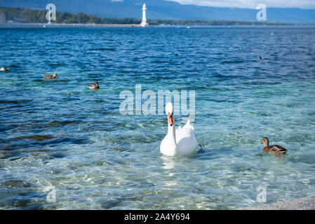 Swans on Lake Geneva Stock Photo