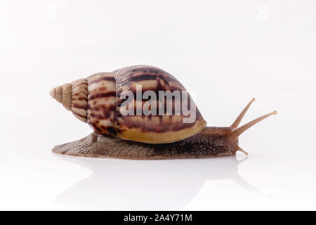 Closeup of garden snail isolate on white background with reflection. Stock Photo