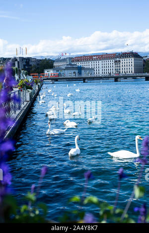 Swans on Lake Geneva Stock Photo