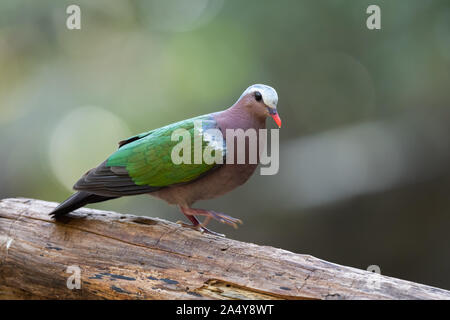 The common emerald dove, Asian emerald dove, or grey-capped emerald dove (Chalcophaps indica) is a pigeon which is a widespread resident breeding bird Stock Photo