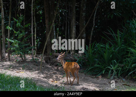 The common muntjac (Muntiacus muntjak), also called southern red muntjac and barking deer, is a deer species native to South and Southeast Asia. Stock Photo