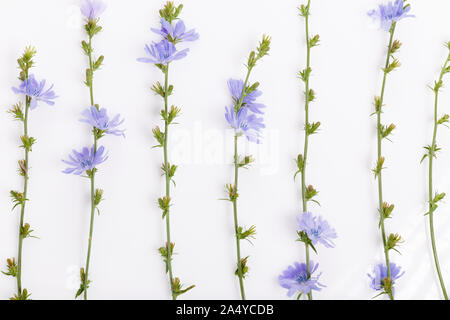 Cichorium intybus - common chicory flowers isolated on the white background Stock Photo