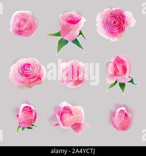 Set vector watercolor elements of roses, leaves. collection garden pink ...