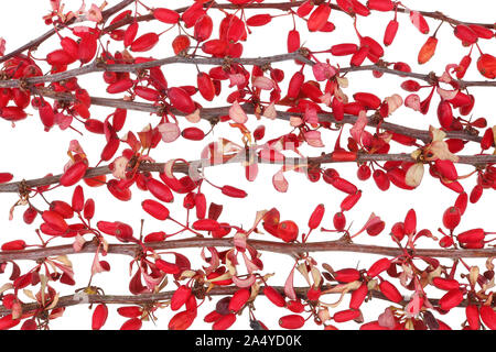 Christmas forest branches  of dry red berries an leaves of spines barberry plant. Isolated on white studio macro Stock Photo