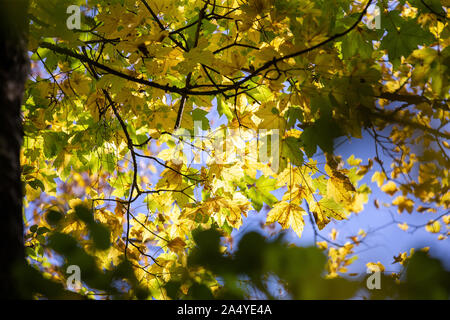 Canopy photographed in the autumn forest against the sky.Man recognizes a sunny autumn day. Stock Photo