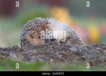 The pretty Hedgehog (Erinaceus europaeus) Stock Photo