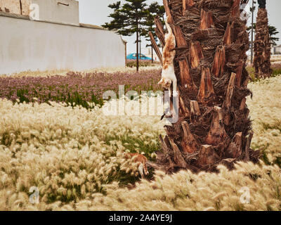 Two cats in city park of Essaouira playing in the high grass and on the palm tree, Morocco, Africa Stock Photo