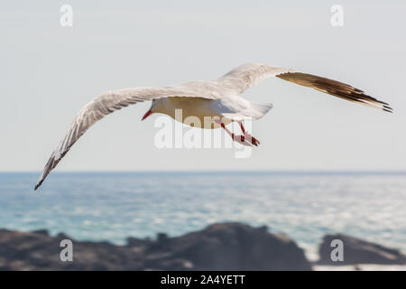 Bird, Seagull, Australian Silver Gull, taking off into the pale blue sky, flying over the sea heading towards the horizon, from behind Stock Photo
