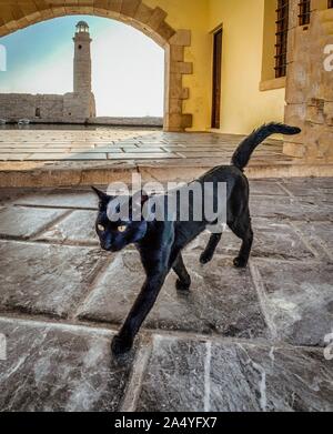 A black street cat in Greece  Stock Photo