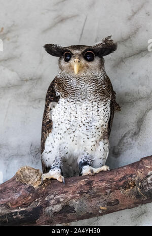 Portrait of angry frightened barred eagle-owl, also called the Malay eagle-owl, awaked and disturbed by strange sound and gazing enormous brown eyes. Stock Photo