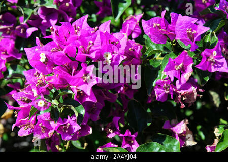 Fuchsia colored bougainvillea plant hi-res stock photography and images -  Alamy