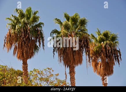 Three palm trees in a row against blue sky. Stock Photo