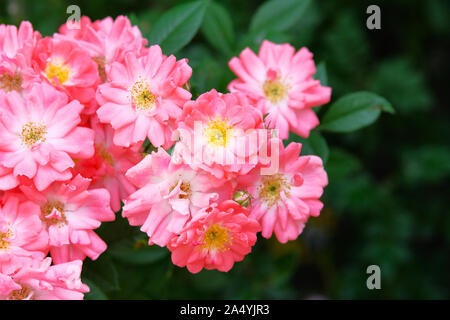 Bulgarian rose valley. Rose Damascena fields. Roses background in flowers garden. Stock Photo