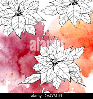 Poinsettia Christmas flower black and white illustration isolated on colored watercolor spot. Stock Photo
