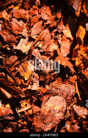 plenty of beautiful real natural leaves fallen in autumn fall season with brown red warm tones in the forest Stock Photo