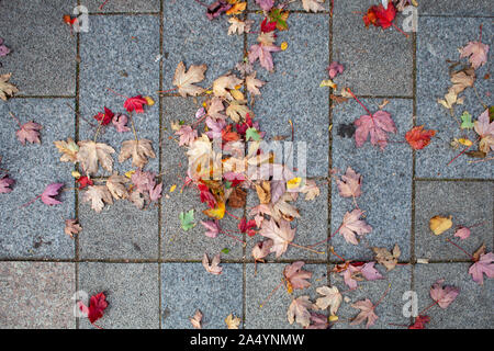 Fallen leaves of a hybrid Freeman's Maple (Acer x freemanii) Stock Photo