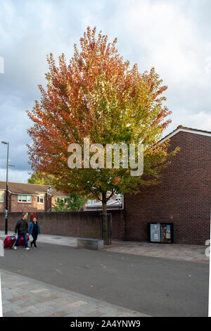 Freeman's maple (Acer x freemanii) street tree, Albany Way, Deptford, London SE8 Stock Photo