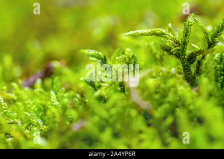 Green fresh wet moss in the forest. Natural background Stock Photo