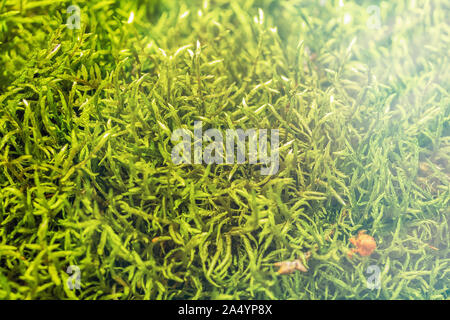 Green fresh wet moss in the forest. Natural background Stock Photo