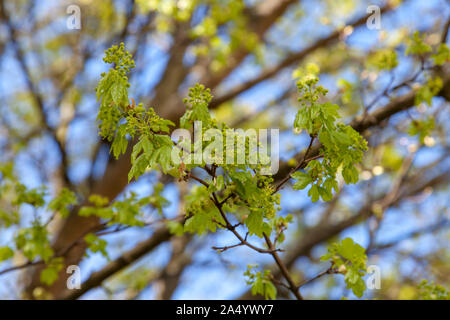 Leaves and flowers of a Field Maple tree in spring Stock Photo