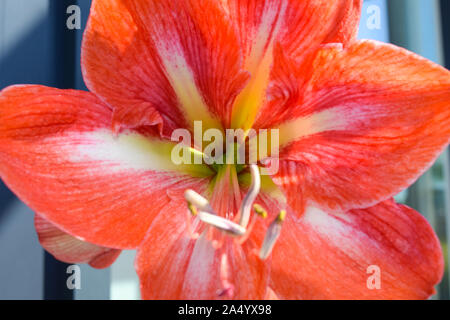 Beautiful Amaryllis flower with stem Stock Photo